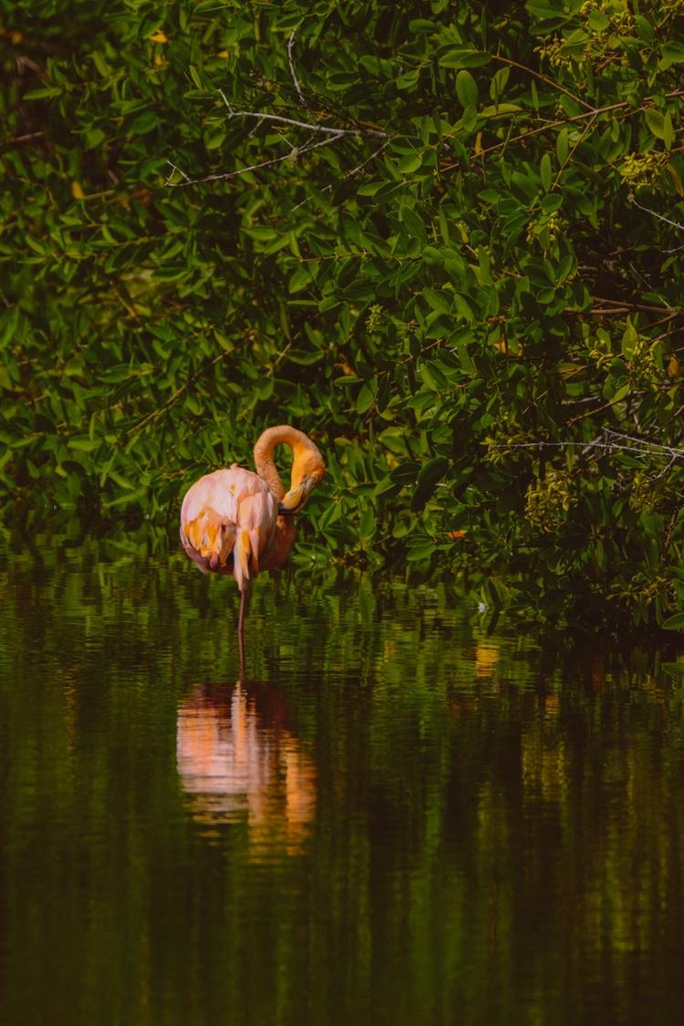 Spot bonaires big 5: the flamingo